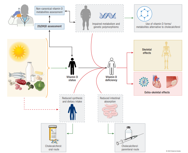 CONSENSUS STATEMENT ON VITAMIN D STATUS ASSESSMENT AND SUPPLEMENTATION